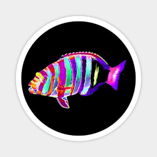 Harlequin Tusk Wrasse Fish Magnet